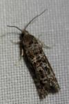 Rhyacionia pinivorana/miniatana