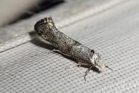 Paraswammerdamia
