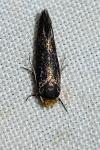 Cephimallota crassiflavella