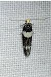 Recurvaria leucatella