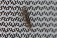 Aproaerema anthyllidella