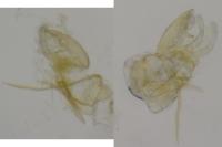 Aproaerema anthyllidella