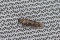 Caryocolum marmoreum marmoreum