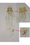 Caryocolum marmoreum marmoreum