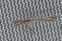 Gypsochares bigoti