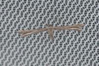 Gypsochares bigoti