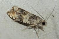 Celypha