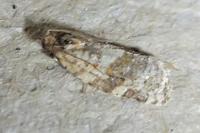 Gypsonoma imparana