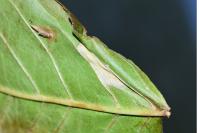 Phyllonorycter