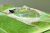Phyllonorycter