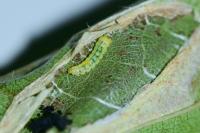 Phyllonorycter