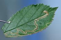 Stigmella aurella