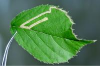Stigmella aurella