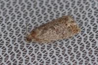 Cydia splendana