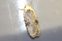 Agonopterix alstroemeriana