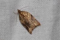Acleris rhombana