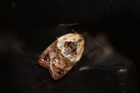 Acleris variegana