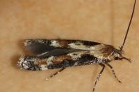 Mompha divisella