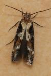 Mompha divisella