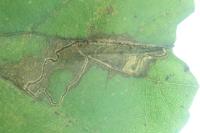 Stigmella alnetella