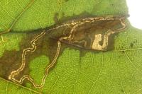 Stigmella alnetella