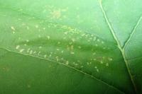 Phyllonorycter rajella