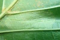 Phyllonorycter rajella