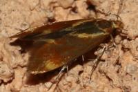 Metalampra italica