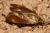 Metalampra italica
