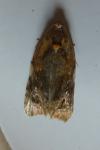 Ditula angustiorana