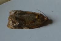 Ditula angustiorana