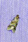 Aethes williana