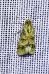 Aethes williana