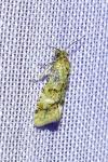 Aethes williana