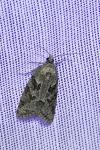 Cnephasia