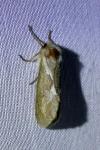 Korscheltellus lupulinus