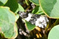 Argyroploce bipunctana