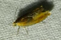 Ancylis mitterbacheriana