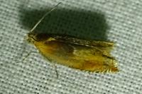 Ancylis mitterbacheriana