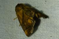 Apoda limacodes