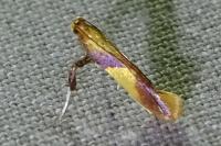 Caloptilia alchimiella/robustella