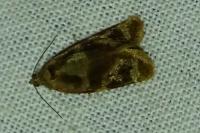 Ditula angustiorana
