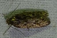 Hofmannophila pseudospretella