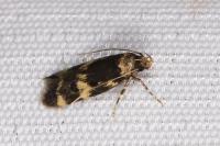 Oegoconia