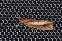 Orthotelia sparganella