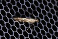Calybites phasianipennella