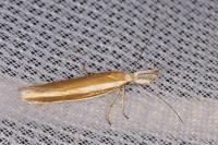 Pleurota aristella