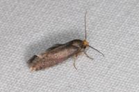 Cephimallota crassiflavella