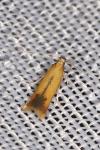 Coptotriche marginea