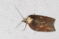Acleris hastiana